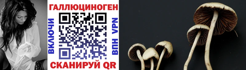 Псилоцибиновые грибы прущие грибы  ссылка на мегу как войти  Бокситогорск  купить наркотики цена 